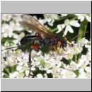 Phaenolobus terebrator - Schlupfwespe w02a 15mm - Sandgrube Niedringhaussee det06.jpg